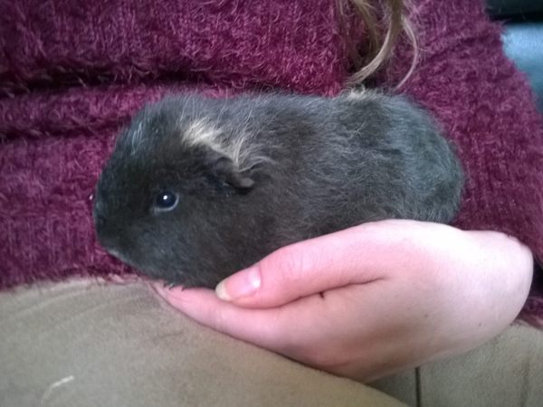 How long do guinea pigs live - how old are yours?