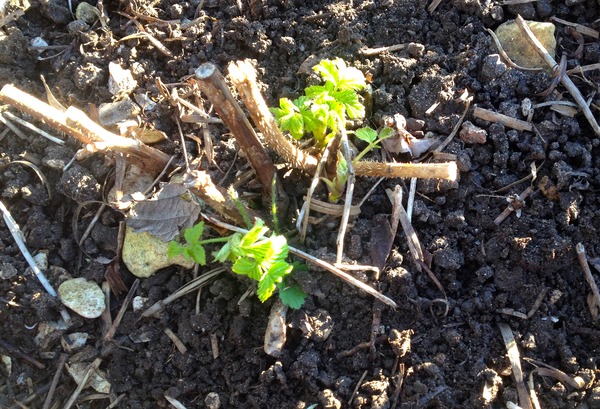 Allotment /Veg patch  thread 4 "Lettuce and Peppers and Pears OH MY!"