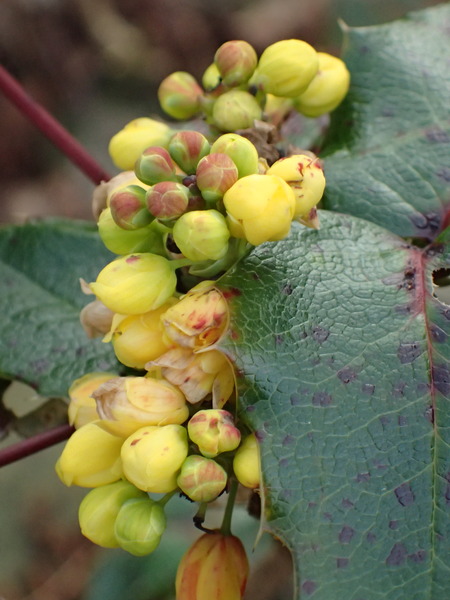 Daily Gratitudes 2016