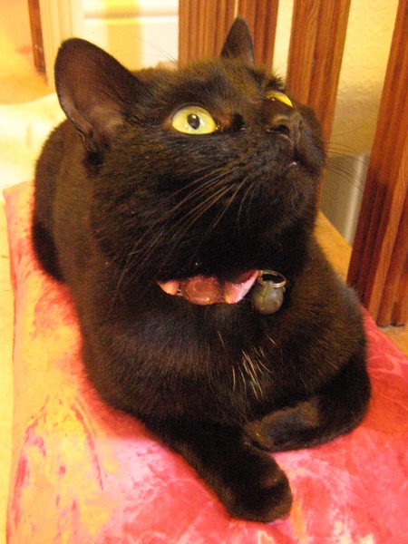 Black Cat Appreciation Thread