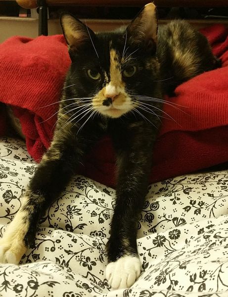 To categorically refuse to allow the cat in the bedrooms