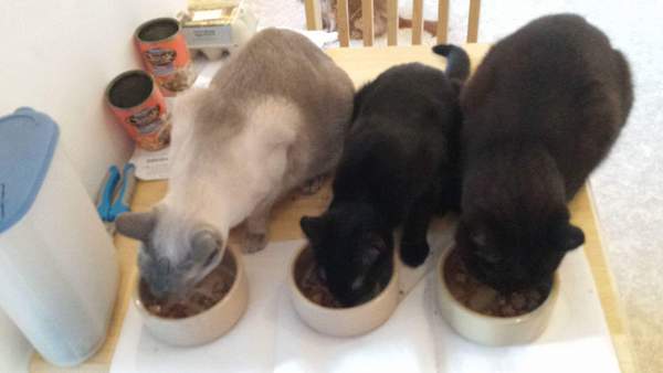 How many cats does everyone have?