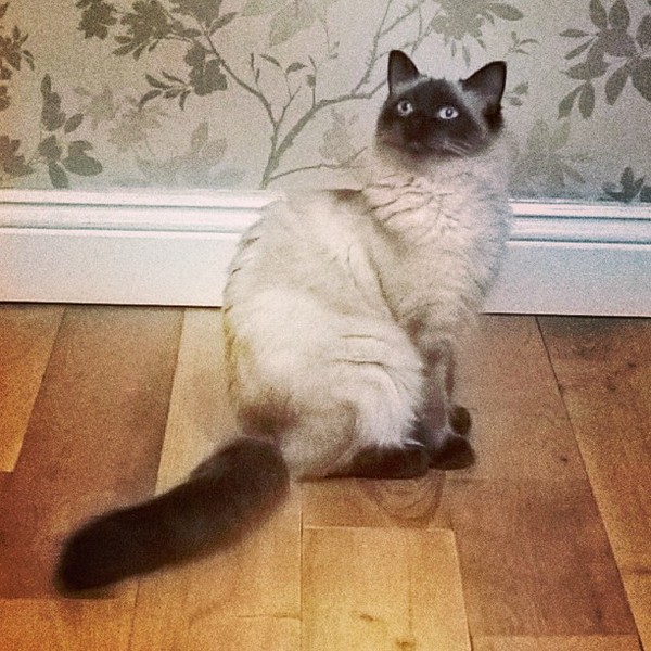 Thinking of getting a Ragdoll, anyone have one?