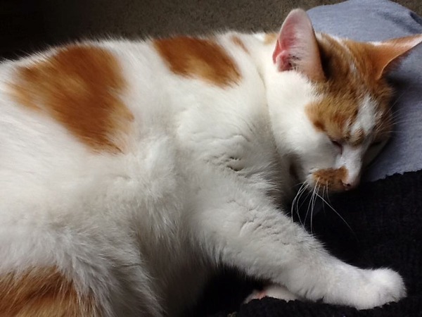 Can cats tell when you're ill/upset?