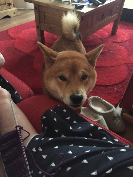 Can dogs sense labour?