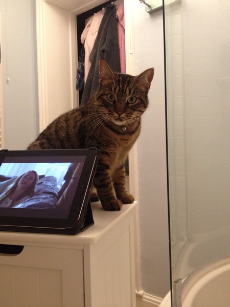 Most annoying things your cat does