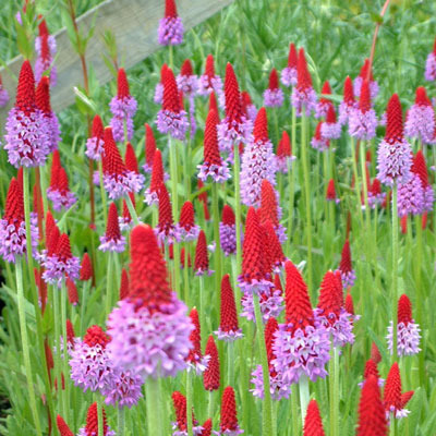 Shady characters - a permanent home for shade garden suggestions!