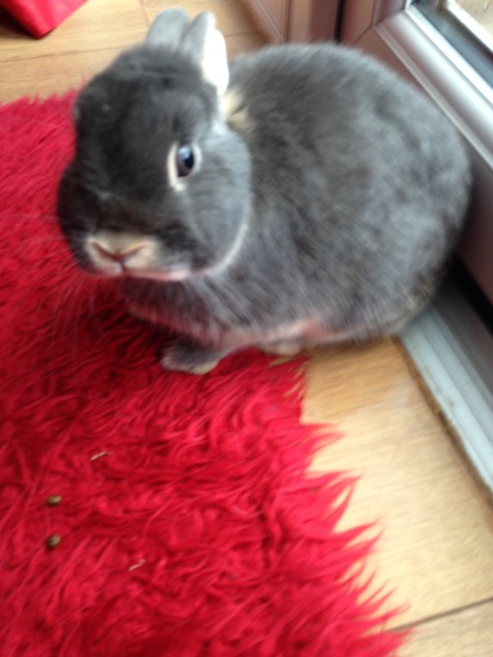 Tell us your stories about choosing a pet for a chance to win a £100 voucher for a pet shop of your choice