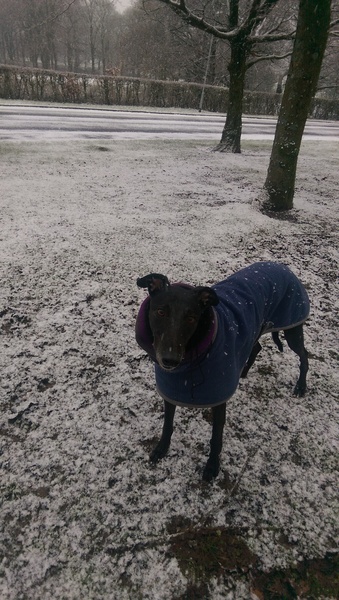 DH wants a greyhound - It would be home alone 2 days a week- experienced owners care to tell me about them?