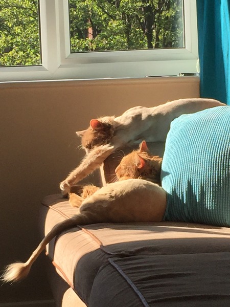 Tell us your stories about choosing a pet for a chance to win a £100 voucher for a pet shop of your choice