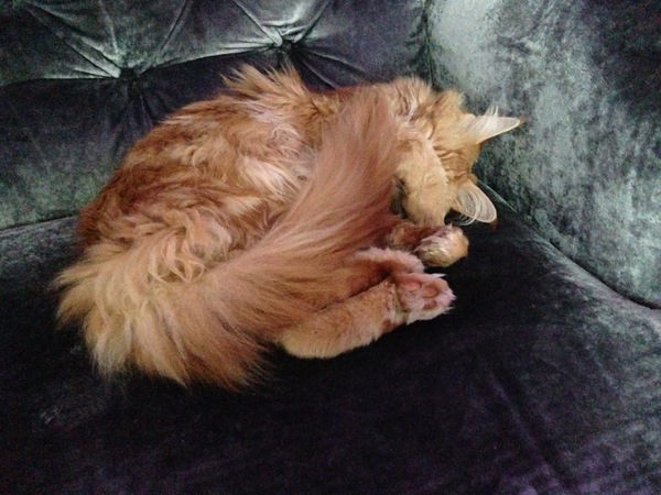 Tell me about your maine coons