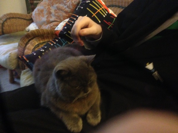 What breed is this cat?