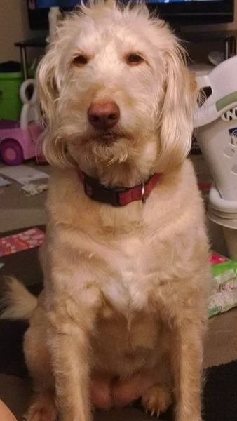 No, you have a mongrel