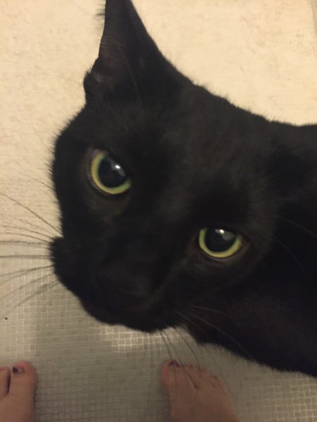 Black Cat Appreciation Thread