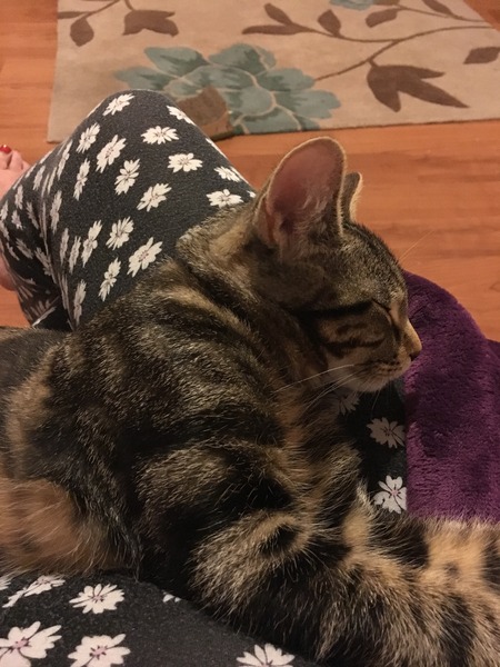 The worst thing about having a cat?