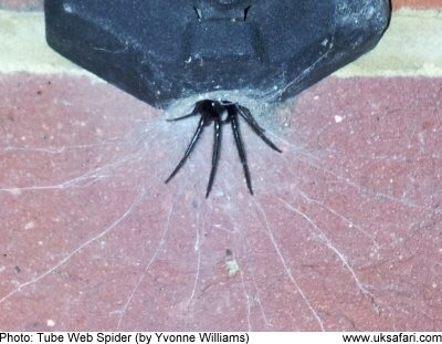 To want my front door back? **Warning: spider pictures from the outset!** title edited by MNHQ