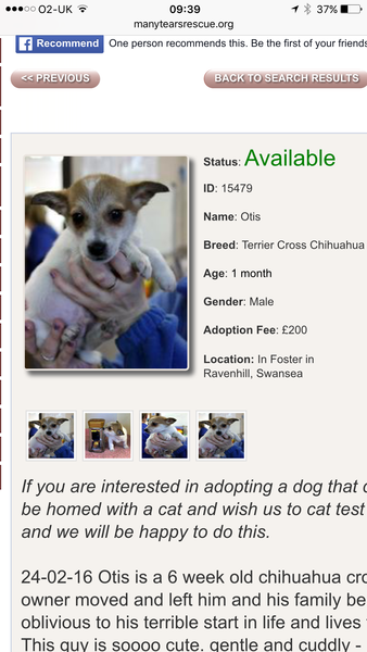 To be sad that more people don't consider rescue dogs?