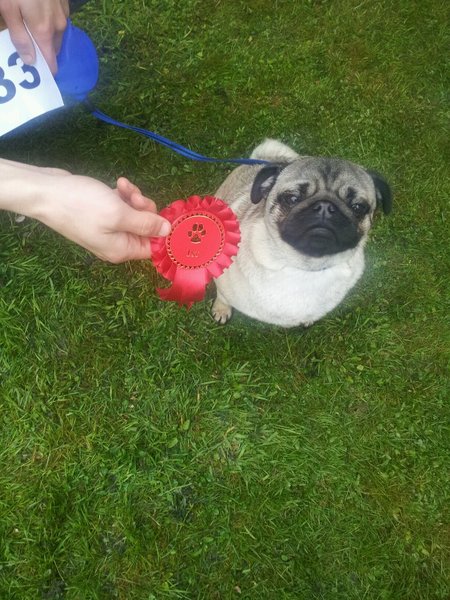 Tell us your stories about choosing a pet for a chance to win a £100 voucher for a pet shop of your choice