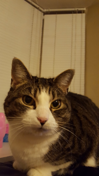 Tell us your stories about choosing a pet for a chance to win a £100 voucher for a pet shop of your choice