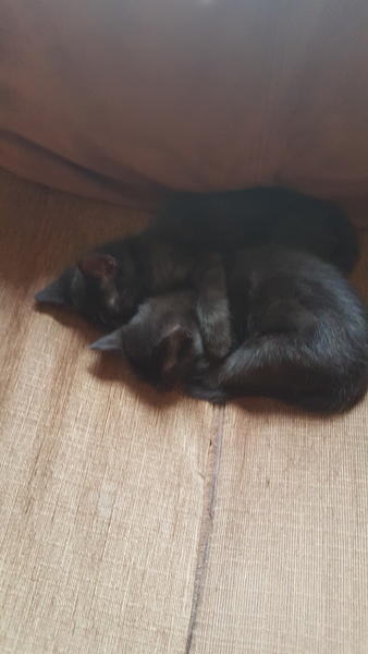 Black Cat Appreciation Thread