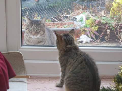 Cat's facial expressions :)