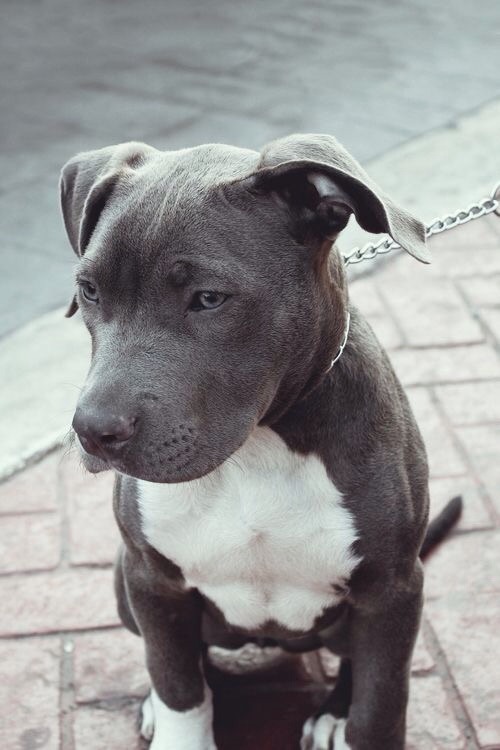 To have only just discovered how wildly sexy Pitbull the Cuban/American rapper is???