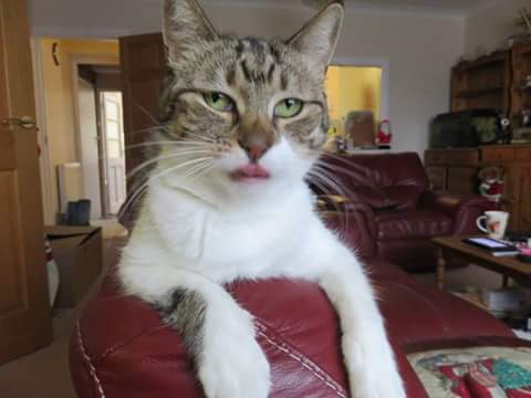 Cat's facial expressions :)