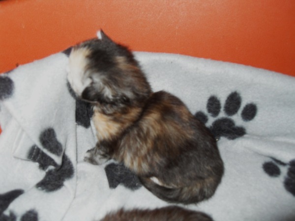 Tell me about your maine coons