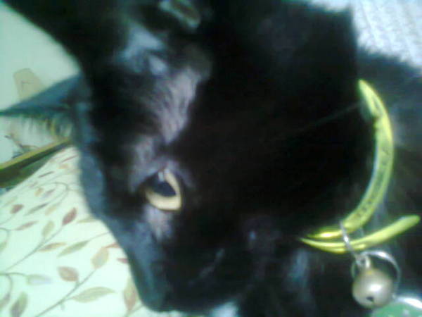 Black Cat Appreciation Thread