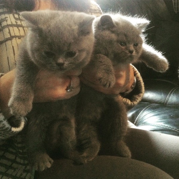 HELP Names for new kittens (British Blue Shorthairs)