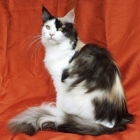 Tell me about your maine coons