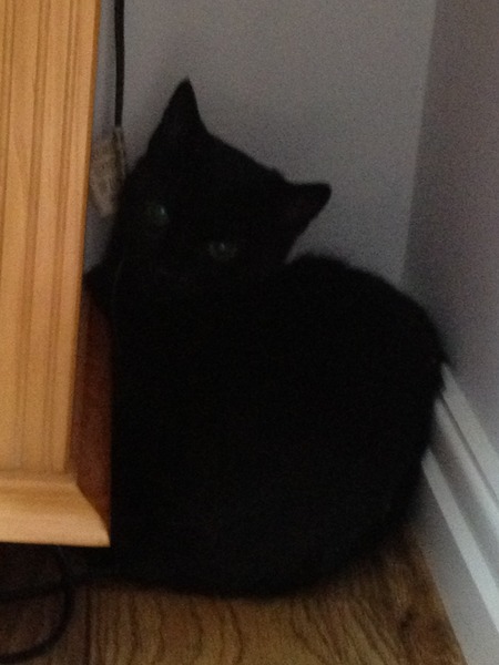 Black Cat Appreciation Thread