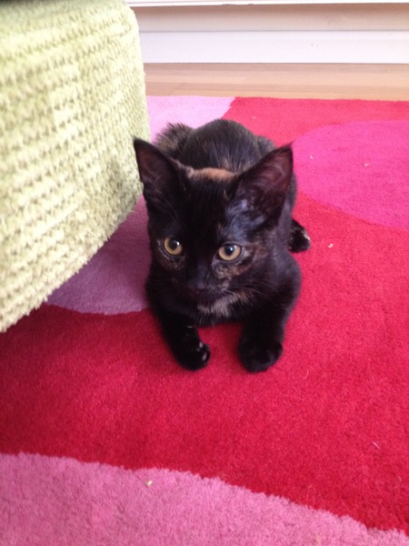 Black Cat Appreciation Thread
