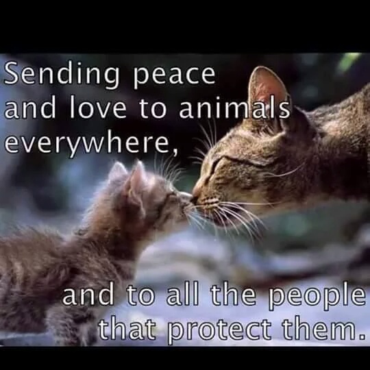 Please sign petition: Restrict the use of fireworks.