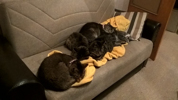 How long before cat gets used to kitten?