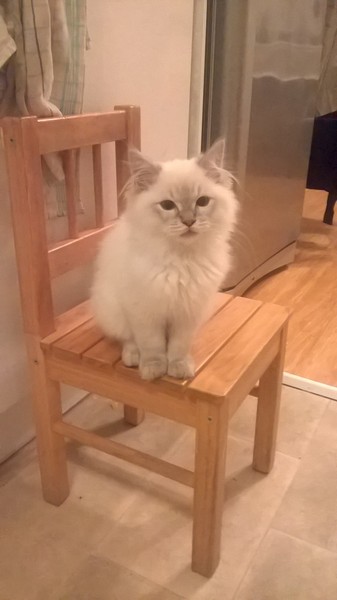 Thinking of getting a Ragdoll, anyone have one?