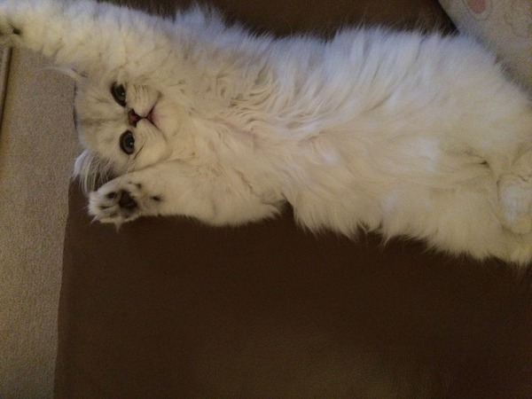 Cat's facial expressions :)