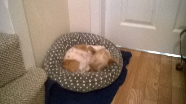 New rescue terrier. I need hand holding