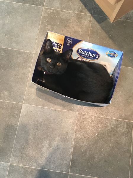 The worst thing about having a cat?