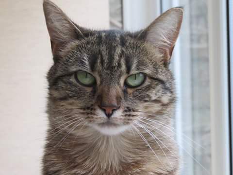 Cat's facial expressions :)