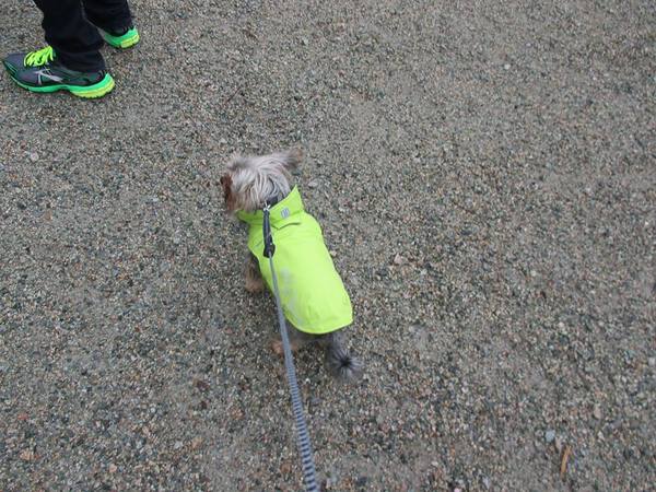 No, you have a mongrel