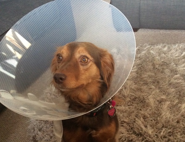Ddog has been bitten, not sure what to do