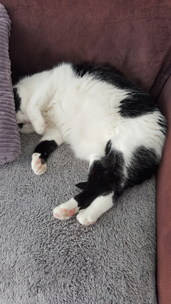 New rescue cat got out
