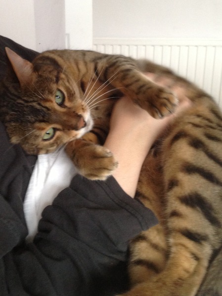 Does neutering change a male cats personality?