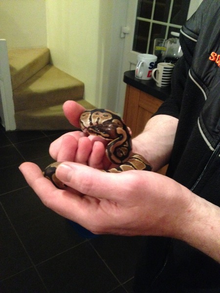 Is a snake a good idea? And if so what do we need to know?