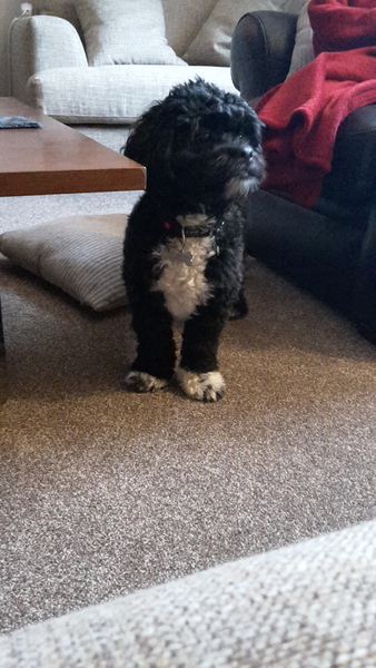 No, you have a mongrel