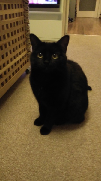 Black Cat Appreciation Thread