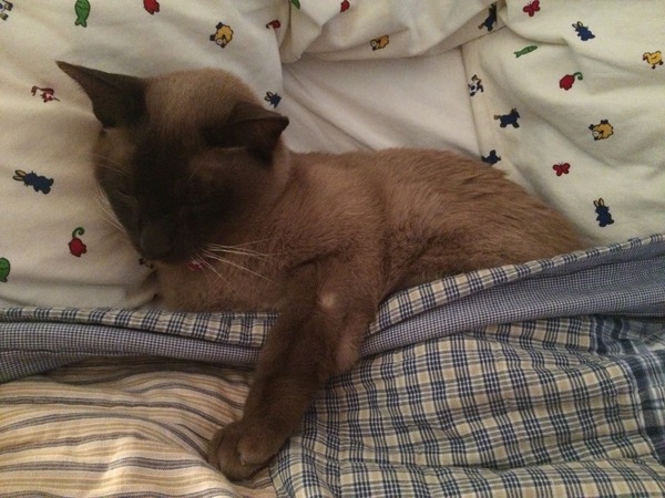 To categorically refuse to allow the cat in the bedrooms