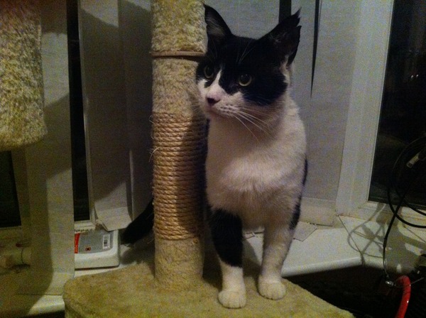 I'm adopting a cat!