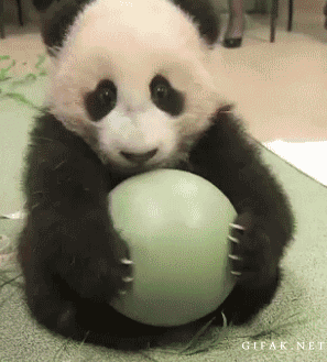 AIBU to think pandas are evil?